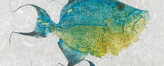 Queen Triggerfish #628