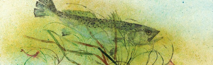 # 464 Sea Trout in Eel Grass